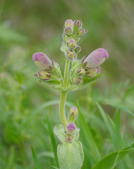Penstemon cobaea