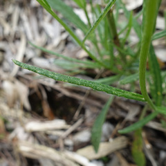 Senecio phelleus
