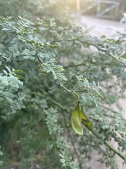Parkinsonia texana macra