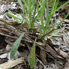 Senecio phelleus