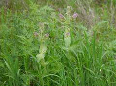 Penstemon cobaea