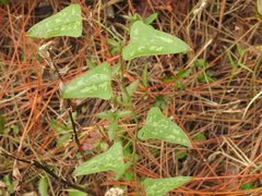 Smilax bona-nox image