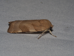 Noctua fimbriata