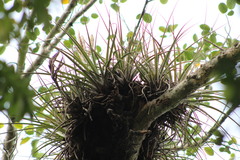 Tillandsia inopinata