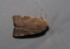 Noctua fimbriata