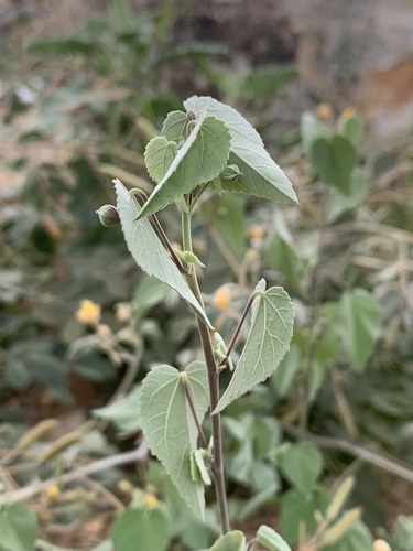 Abutilon incanum