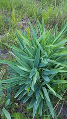 Arnoglossum plantagineum