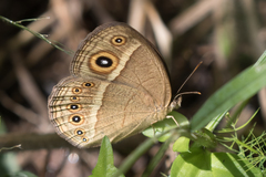 Brakefieldia perspicua perspicua