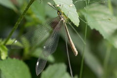 Banyutus lethalis