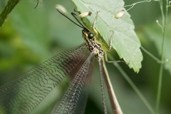 Banyutus lethalis