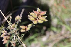 Platylobium obtusangulum