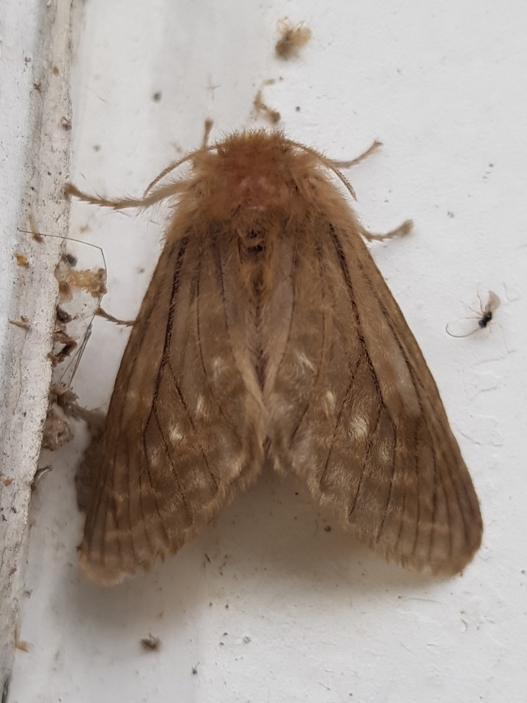 Parvunduzia bolivari