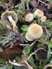 Hypholoma subviride