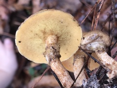 Suillus salmonicolor