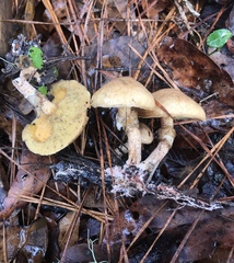 Suillus salmonicolor