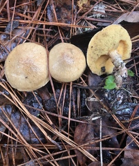 Suillus salmonicolor