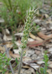 Plantago varia