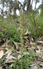 Plantago varia