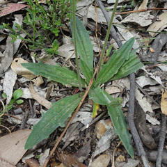 Plantago varia