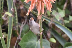 Curruca melanocephala