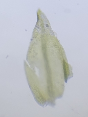 Scorpiurium circinatum