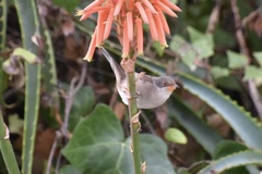 Curruca melanocephala