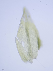 Scorpiurium circinatum