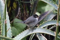 Curruca melanocephala