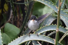 Curruca melanocephala