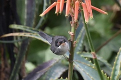 Curruca melanocephala