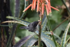 Curruca melanocephala