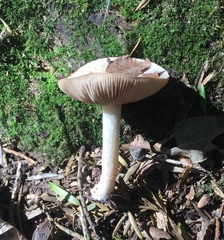 Agaricales