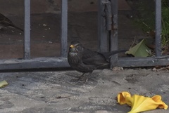 Turdus merula