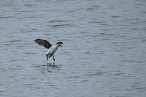 Pigeon Guillemot