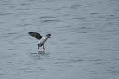 Pigeon Guillemot photo 5