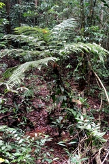 Cyathea praecincta