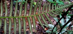 Cyathea praecincta