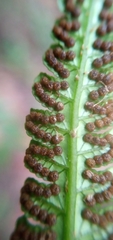 Cyathea praecincta