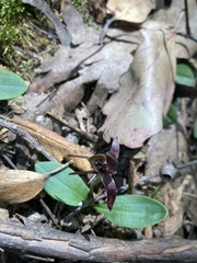 Chiloglottis grammata