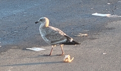 Larus occidentalis