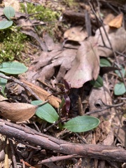 Chiloglottis grammata