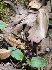 Chiloglottis grammata