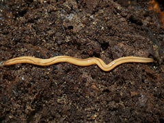 Geonemertes pelaensis