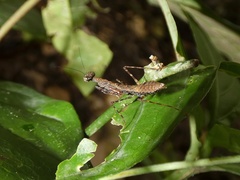 Bantiinae