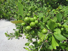 Manilkara subsericea