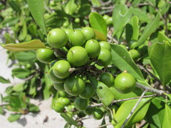 Manilkara subsericea