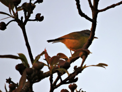 Phylloscopus xanthoschistos