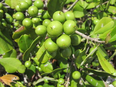Manilkara subsericea