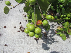 Manilkara subsericea