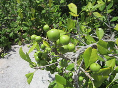 Manilkara subsericea
